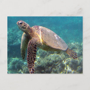 Hanauma Bay Hawaii Turtle Postcard