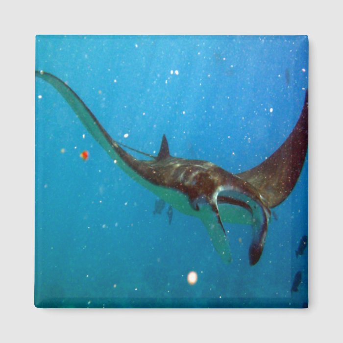 Hanauma Bay Oahu Hawaii Manta Ray Fridge Magnets