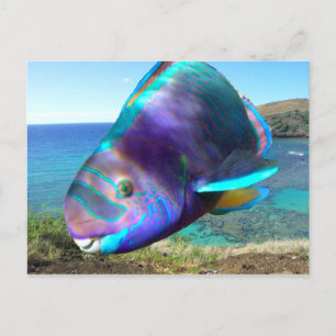 Hanauma Bay Oahu Hawaii Parrot Fish Postcard