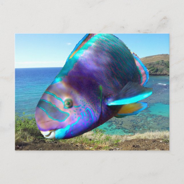 Hanauma Bay Oahu Hawaii Parrot Fish Postcard (Front)