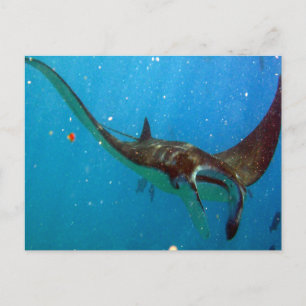 Hanauma Bay Oahu Manta Ray Postcard