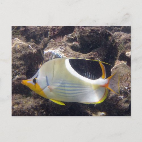 Hanauma Bay _ Saddleback Butterfly Fish Postcard