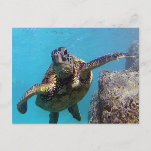 Hanauma Bay Turtle Postcard