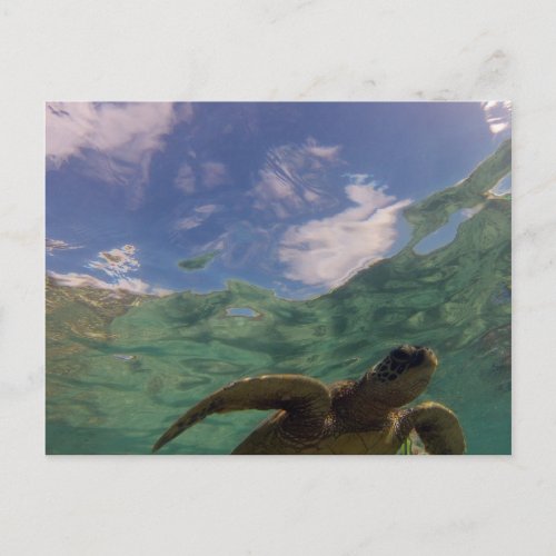 Hanauma Bay Turtle Postcard