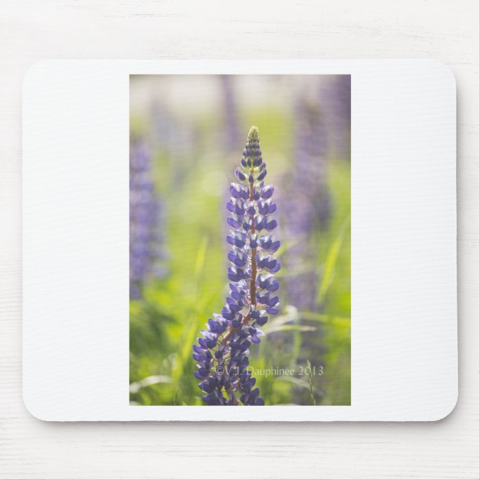 Hancock County Lupines Mousepads