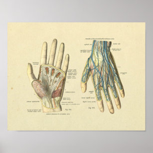 Arteries And Veins Posters & Prints | Zazzle