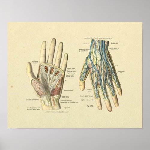 Hand Arteries Veins Nerves Anatomy Print