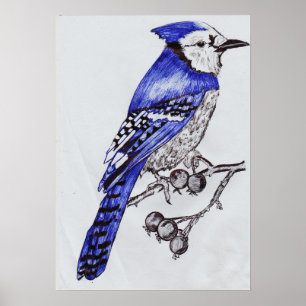 Hand-Drawn Blue Jay Black & Blue Ink Nature Art Poster