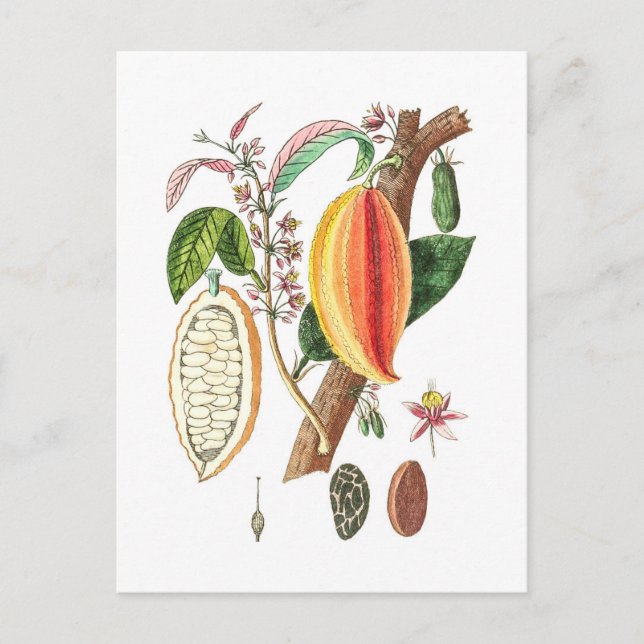 Hand Drawn Cacao - Vintage Art Postcard (Front)