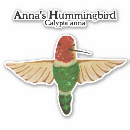 Hand_drawn Calypte anna Annas Hummingbird Sticker