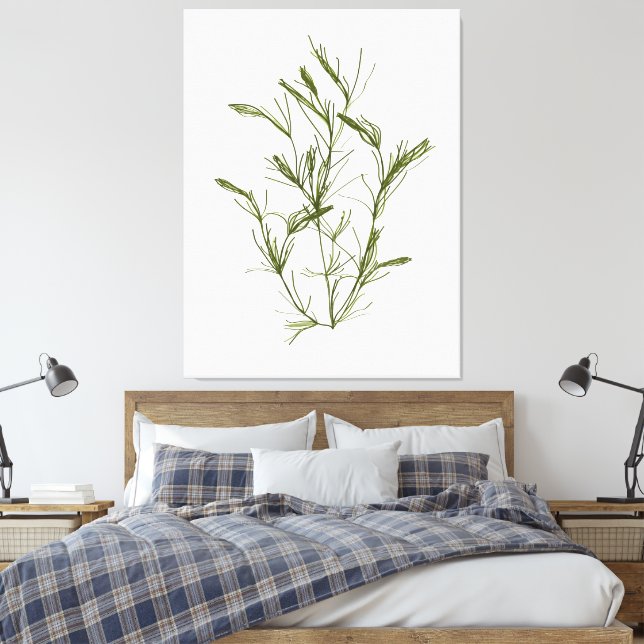 Hand-Drawn Chara fragilis Seaweed Canvas Print (Insitu(Bedroom))