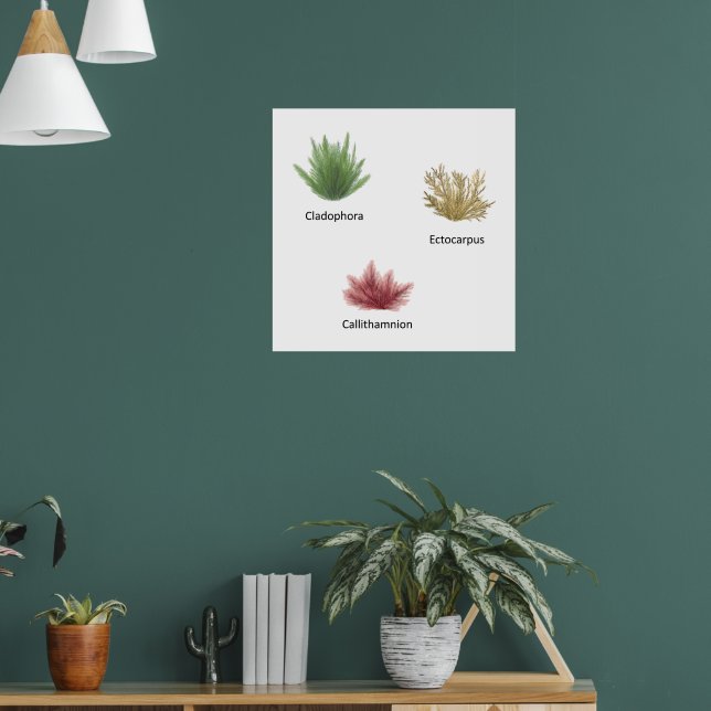 Hand Drawn Cladophora, Ectocarpus Seaweed Poster (Living Room 1)