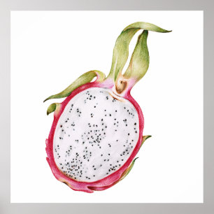 Hand drawn dragon fruit illustration poster