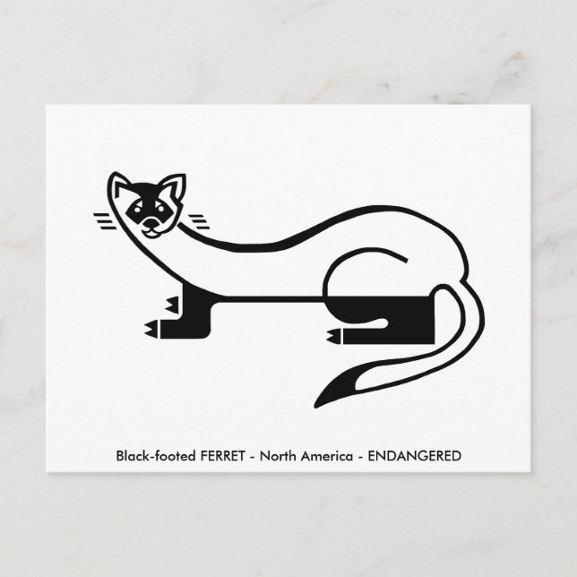 Hand drawn -  FERRET - Conservation -Nature- Postcard (Front)