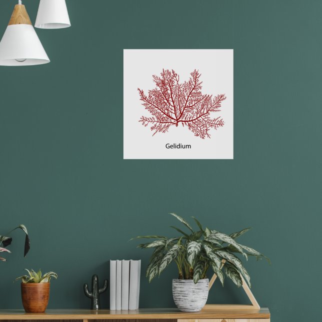 Hand Drawn Gelidium Seaweed  Poster (Living Room 1)