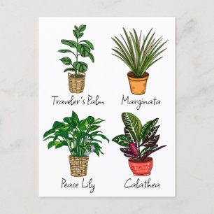 Hand Drawn House Plants Art Postcard