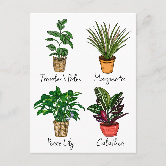 Hand Drawn House Plants Art   Postcard (Front)