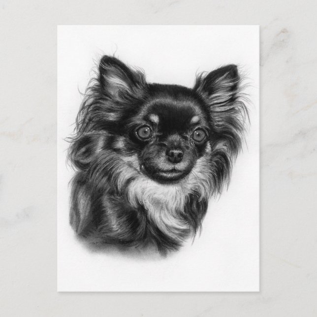 Hand Drawn Long Haired Chihuahua Charcoal Artwork Postcard (Front)