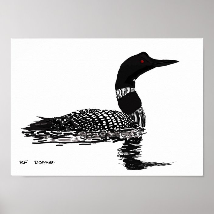 Hand drawn Loon Poster | Zazzle.com