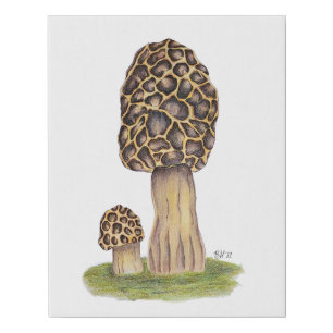 Hand Drawn Morel Mushroom Faux Canvas Print