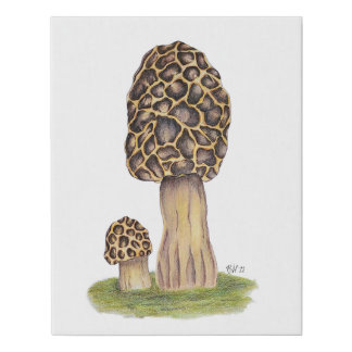 Hand Drawn Morel Mushroom Faux Canvas Print
