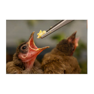 hand feeding a house sparrow nestling acrylic print