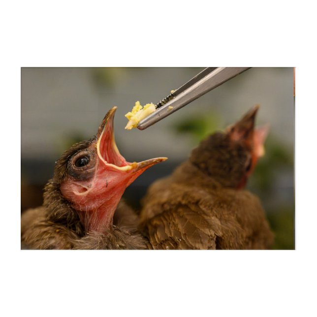 hand feeding a house sparrow nestling acrylic print (Front)
