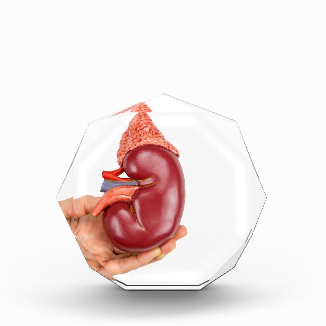 Hand holding kidney model on white background award (Front)