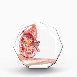 Hand showing model with inside of human kidney acrylic award<br><div class="desc">Flat hand showing model with inside of human kidney isolated on white background</div>