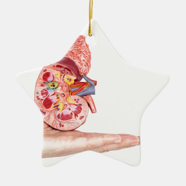 Hand showing model with inside of human kidney ceramic ornament (Front)