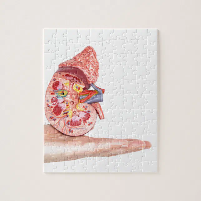 Hand showing model with inside of human kidney jigsaw puzzle | Zazzle