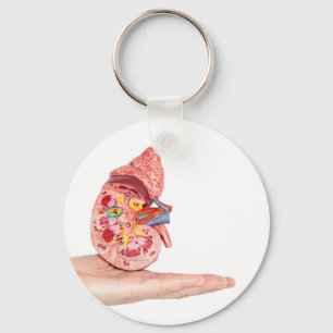 Hand showing model with inside of human kidney keychain