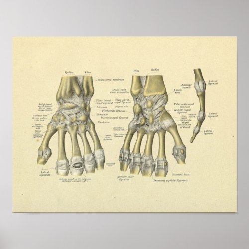 Hand Wrist Fingers Anatomy Bones Print