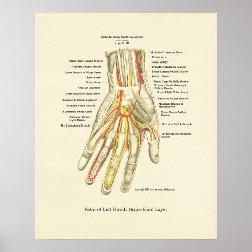 Hand  Wrist Internal Anatomy Poster