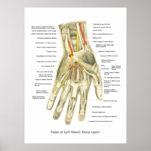 Hand  Wrist Internal Anatomy Poster