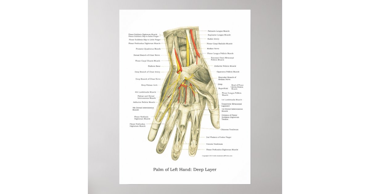 Hand & Wrist Internal Anatomy Poster | Zazzle