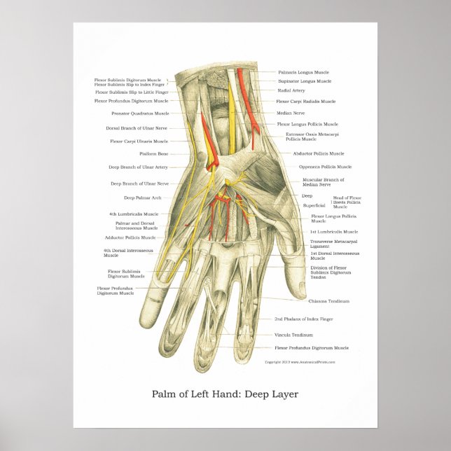 Hand & Wrist Internal Anatomy Poster (Front)