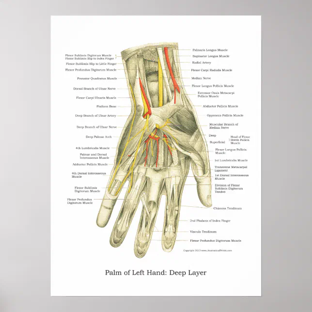 Hand Description Inner Hand & Wrist Internal Anatomy Poster | Zazzle