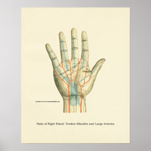 Hand & Wrist Internal Anatomy Poster