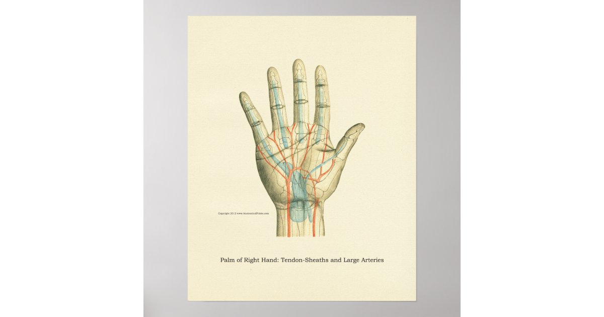 Hand & Wrist Internal Anatomy Poster | Zazzle
