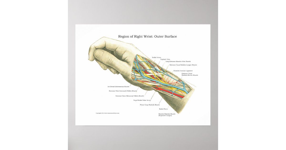 Hand & Wrist Internal Anatomy Poster | Zazzle
