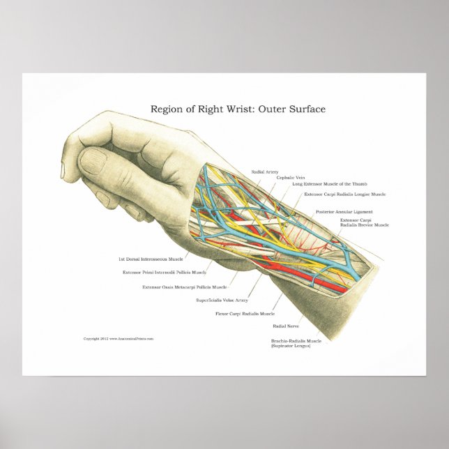 Hand & Wrist Internal Anatomy Poster (Front)