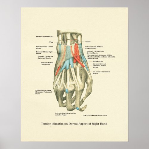 Hand  Wrist Internal Anatomy Poster