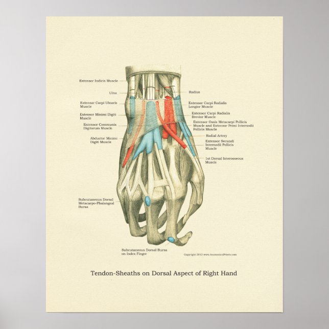 Hand & Wrist Internal Anatomy Poster (Front)
