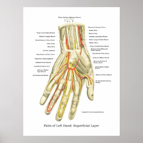 Hand  Wrist Internal Anatomy Poster