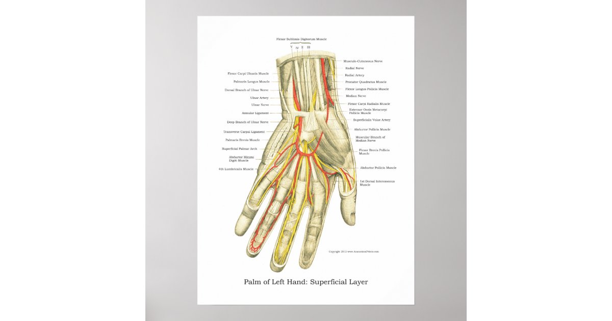 Hand & Wrist Internal Anatomy Poster | Zazzle
