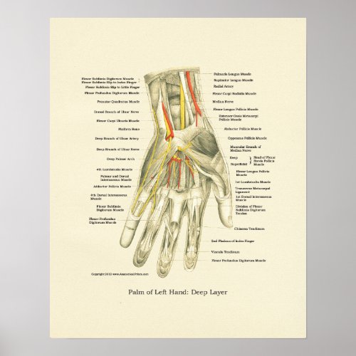 Hand  Wrist Internal Anatomy Poster