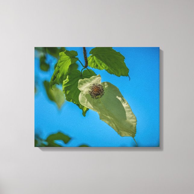 Handkerchief Tree Canvas Print (Front)