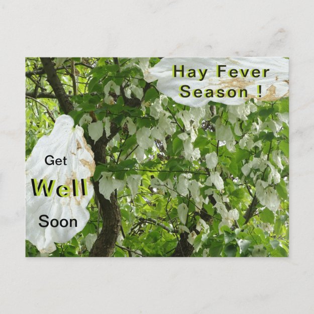 Handkerchief Tree Hay Fever Season Postcard