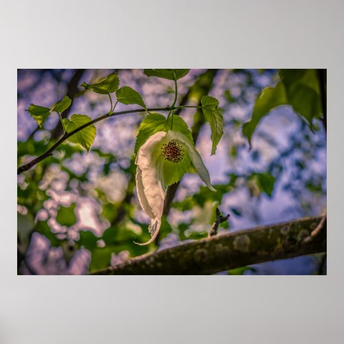 Handkerchief Tree Poster